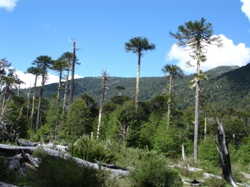 Monkey Puzzle tres, 40 meters high in the virgin rainforest. 7 day horseback trail ride in chilean andes
